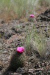 Hedgehog Cactus habitat