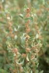 Shadscale (Spiny Saltbush) male blossoms & foliage detail
