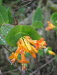 Orange Honeysuckle blosoms & foliage