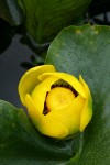 Yellow Pond Lily blossom