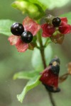Black Twinberry fruit detail