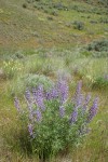 Tailcup Lupine among grasses