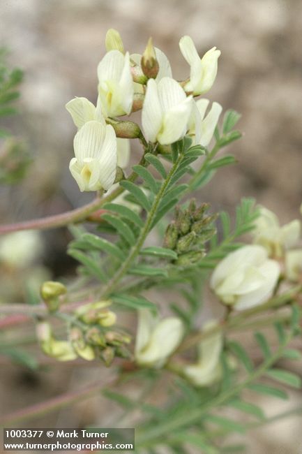 Astragalus misellus