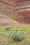 Golden Bee Plant & John Day's Pincushion in fold of Painted Hills