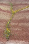 Golden Bee Plant & John Day's Pincushion in folds of Painted Hills