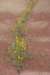 Golden Bee Plant & John Day's Pincushion in fold of Painted Hills