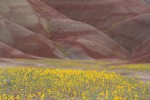 Golden Bee Plant & John Day's Pincushion in folds of Painted Hills