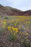 Golden Bee Plant & John Day's Pincushion at base of Painted Hills
