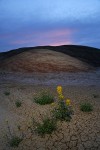 Golden Bee Plant & John Day's Pincushion at base of Painted Hills at sunset