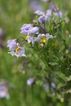 Bluewitch Nightshade blossoms