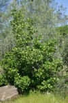 California Hoptree