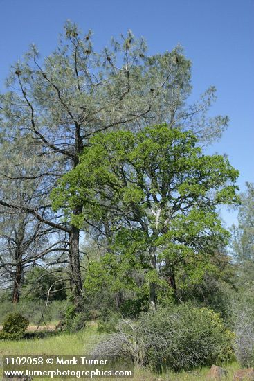 Quercus douglasii; Pinus sabiniana; Ceanothus cuneatus