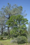 Blue Oak, Grey Pine w/ Buckbrush fgnd