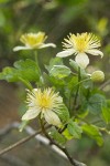 Pipestem Clematis blossoms