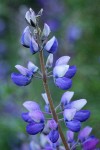 Western Lupine blossoms detail