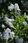 Blueblossom Ceanothus blossoms & foliage detail