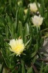 Hottentot Fig blossom & foliage detail