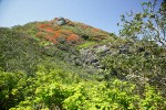 Wavyleaf Silktassel, Thimbleberry frame headland w/ Evergreen Huckleberries new spring foliage