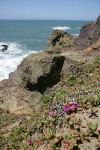 Sea Figs on coastal headland