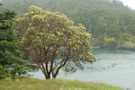 Madrone blooming on shoreline
