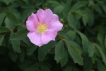 Pearhip Rose blossom & foliage