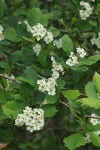 Black Hawthorn blossoms & foliage