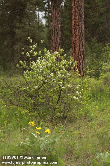 Amelanchier alnifolia; Pinus ponderosa; Balsamorhiza sagittata