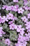 Clustered Phlox blossoms & foliage detail