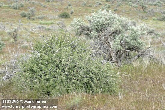 Peraphyllum ramosissimum; Artemisia tridentata