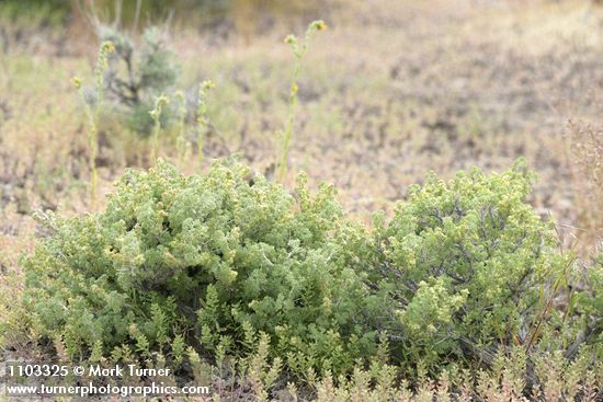 Picrothamnus desertorum (Artemisia spinescens)