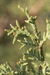 California Juniper foliage detail