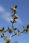 Curl-leaf Mountain-mahogany blossoms & foliage detail against blue sky