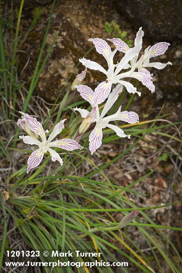 Iris chrysophylla