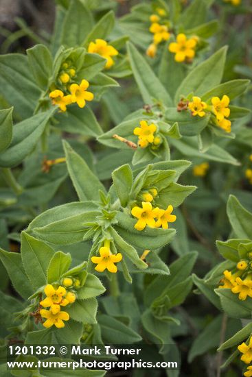 Lithospermum californicum