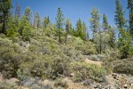 Leather Oaks, serpentine habitat view w/ Jeffrey Pine, Grey Pine, Manzanita