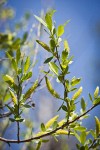 Goodding's Willow male catkins & foliage