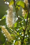 McCalla's willow female catkin (fruiting) & foliage detail