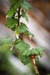 Canadian Gooseberry foliage & immature fruit detail