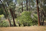 California Buckeye under Gray Pines