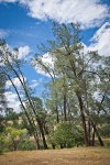 California Buckeye under Gray Pines