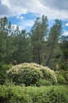 California Buckeye w/ Gray Pines