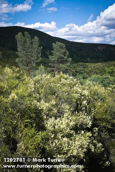 Adenostoma fasciculatum; Pinus sabiniana
