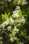 Coast Whitethorn blossoms & foliage