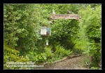 Native Plant Garden entrance path w/ Twinberry, Salal, Vine Maple, Ocean Spray, Thimbleberry, Columbine, Sword Ferns, Fringecup beside path