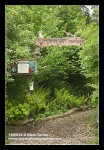 Native Plant Garden entrance path w/ Twinberry, Vine Maple, Ocean Spray, Thimbleberry, Columbine, Sword Ferns, Fringecup beside path