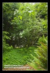 Highbush Cranberry w/ Redwood Sorrel groundcover, Sword Ferns