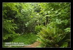 Highbush Cranberry w/ Redwood Sorrel groundcover, Sword Ferns, Vine Maple, Western Hemlock