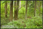 Douglas-firs, Bigleaf Maple w/ Sword Ferns, Red Huckleberry, Snowberry understory