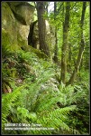 Sword Ferns on slope below Chuckanut Sandstone formation, w/ Douglas-fir & Red Alder trunks