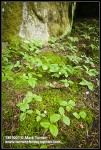 Starflowers among moss at base of sandstone cliff
